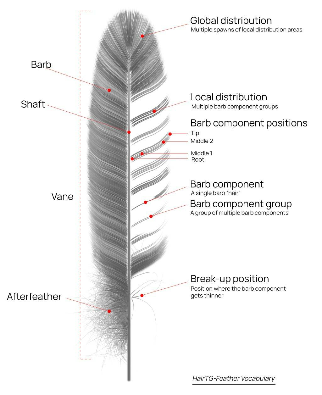 HairTG-Feather Vocabulary